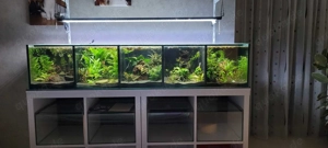Aquarienanlage Kammerbecken Zuchtbecken Kallaxaquarium (Bettas Garnelen)
