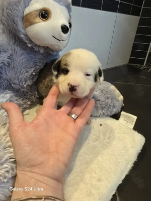 Deutsche Dogge Mix Welpen ab Mitte März abzugeben 