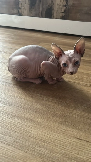 Sphynx Katze