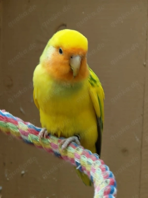 Agapornide (Pfirsichköpfchen) abzugeben