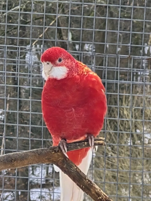 Rosella Rubino