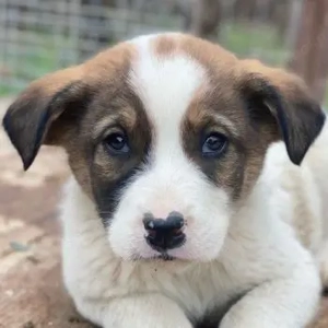 Tonno, geb. ca. 11 2025, lebt in GRIECHENLAND, auf einer privaten Pflegestelle