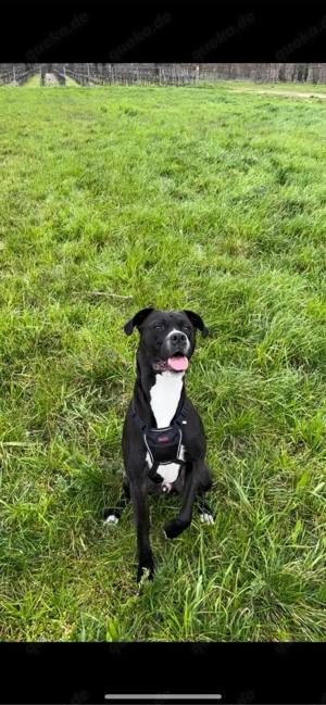 Hund sucht neues zuhause 