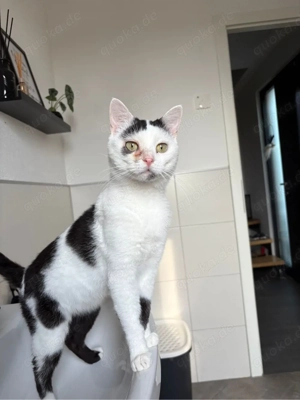 tolle Katze & Kater zum liebhaben 