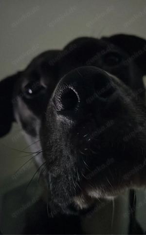 Balu sucht neuses Zuhause 