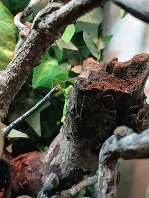 2 kleine Madagaskar Taggeckos, Phelsuma Grandis Jungtiere (adult max.25-30cm) Bild 8