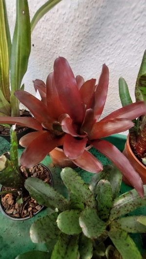 Bromelien, Farne, Moose, Orchideen, Ranken.....  Bild 7
