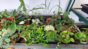 Bromelien, Farne, Moose, Orchideen, Ranken.....  Bild 4