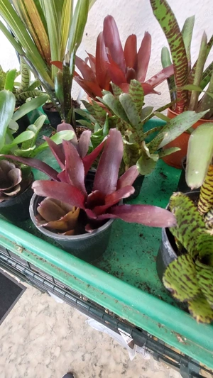 Bromelien, Farne, Moose, Orchideen, Ranken.....  Bild 8