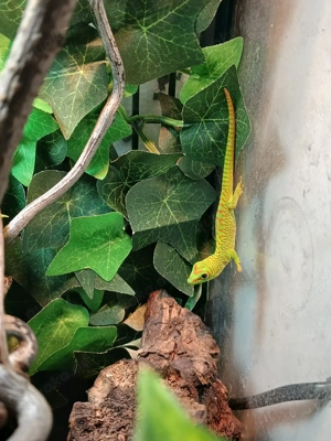2 kleine Madagaskar Taggeckos, Phelsuma Grandis Jungtiere (adult max.25-30cm) Bild 10