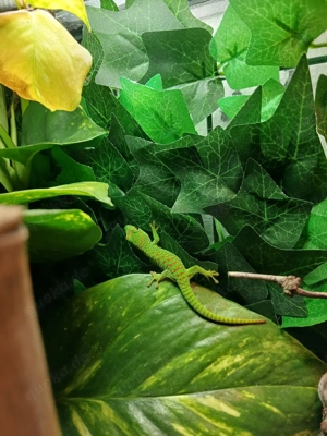 Phelsuma Grandis Jungtiere