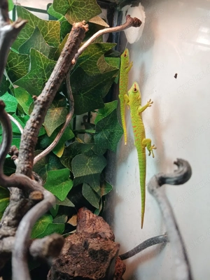 2 kleine Madagaskar Taggeckos, Phelsuma Grandis Jungtiere (adult max.25-30cm) Bild 9