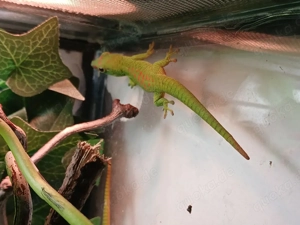 2 kleine Madagaskar Taggeckos, Phelsuma Grandis Jungtiere (adult max.25-30cm) Bild 7