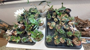 Bromelien, Farne, Moose, Orchideen, Ranken.....  Bild 6