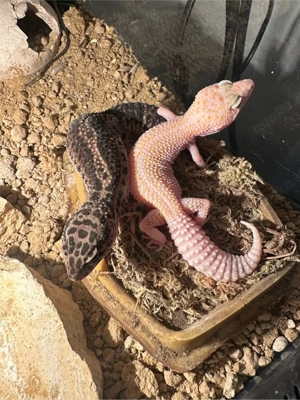3 Leopardengecko Weibchen 
