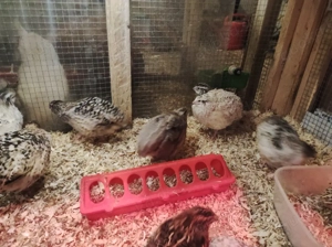 Legewachteln zu verkaufen 