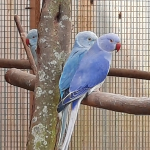 Halsbandsittich WKWS