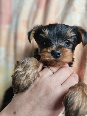 Wunderschöne Yorkshire Terrier Welpen 