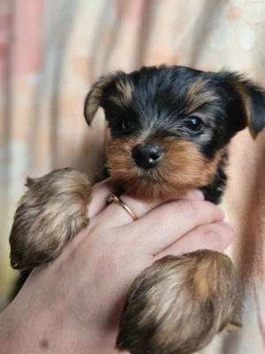 Wunderschöne Yorkshire Terrier Welpen 