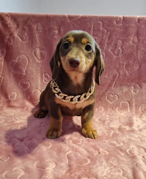Zwerg Dackel Hündin schoko tan 