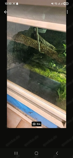 Terrarium komplett 150x80x80  Bild 2