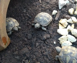 Griechische Landschildkröten Nachzuchten 