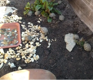 Griechische Landschildkröten Nachzuchten 