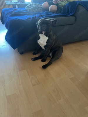 französische bulldogge 
