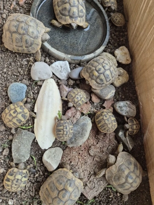 Griechische Landschildkröte, Nachzucht 2024 und 2021