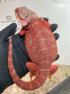 Bartagamen Männchen (Pogona vitticeps) Half red Monster half extreme red blue Tiger het Hypo