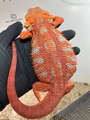 Bartagamen Männchen (Pogona vitticeps) Half red Monster half extreme red visual stripe blue Tiger 