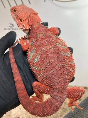 Bartagamen Männchen (Pogona vitticeps) Half red Monster half extreme red blue Tiger het Hypo 