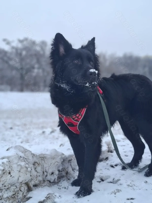 Liebevolles Zuhause Gesucht 