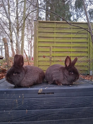 Minilops Havanna Kaninchen abzugeben  Bild 2