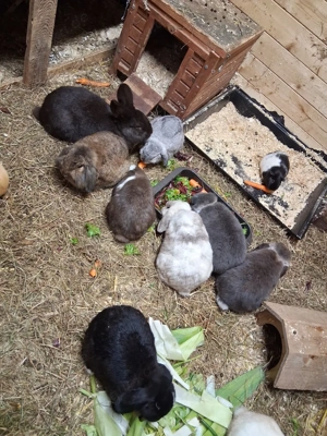 Minilops Havanna Kaninchen abzugeben  Bild 3