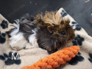 Sehr süße männliche Meerschweinchen Babys 