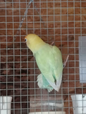 Rußköpfchen  Bild 5