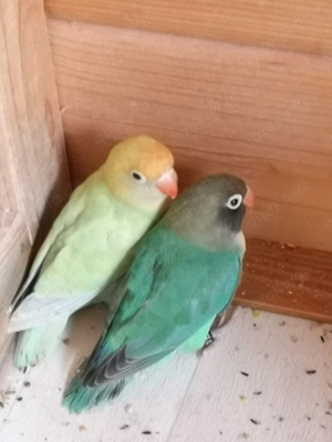 Rußköpfchen  Bild 2