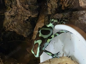 Dentrobates Auratus 1.1 Pärchen