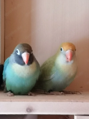 Rußköpfchen  Bild 3