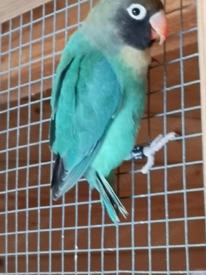 Rußköpfchen  Bild 4