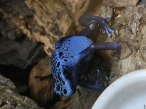 Dentrobates Tinctorius Azureus 0.1