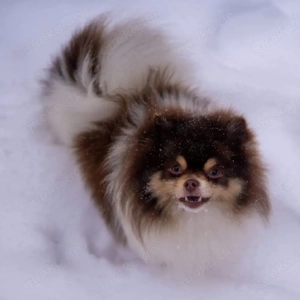 Wunderschöner Pomeranian Deckrüde in exclusiver Farbe und Optik Bild 2