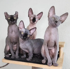 Wunderschöne, charmante Kater und Katze suchen ein liebevolles Zuhause. Sie sind geimpft und tierärz