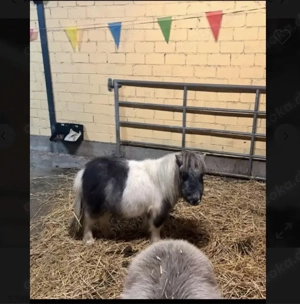 Minishetty Mini Shetlandpony Hengst mit Papieren Bild 2
