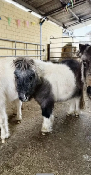 Minishetty Mini Shetlandpony Hengst mit Papieren Bild 4