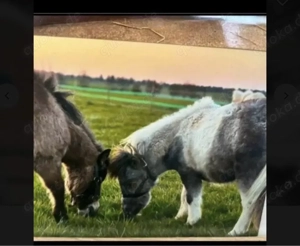 Minishetty Mini Shetlandpony Hengst mit Papieren Bild 5