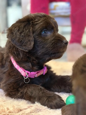 Aussiedoodle, Doodle, Pudel.