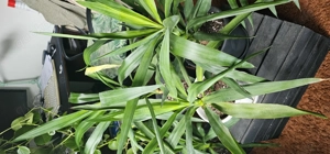 Yuccapalmen Zimmerpflanze 