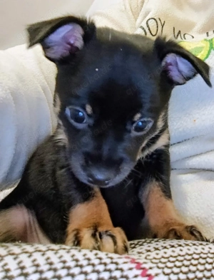 Russische toy Terrier Chihuahua Welpen suchen einen Platz für immer